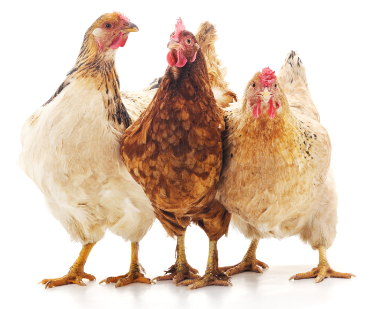 রঙিন পাখি বিভাগের ছবি