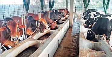 গবাদি পশু বিভাগের ছবি