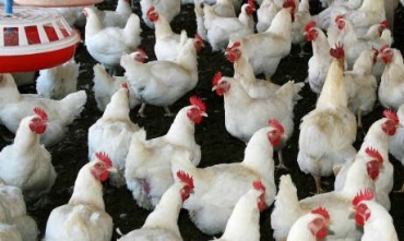 যুবা মোরগ বিভাগের ছবি