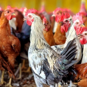 সোনালিকা বিভাগের ছবি