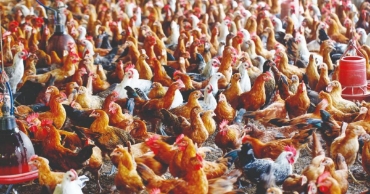 রঙিন পাখি বিভাগের ছবি