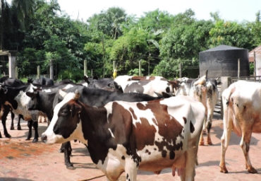 দুধ উৎপাদনকারী পশু বিভাগের ছবি