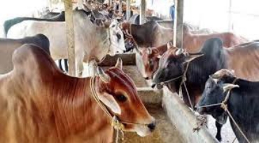 মোটা করা বিভাগের ছবি