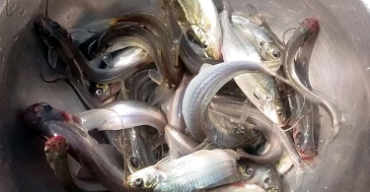 পাবদা / গুলশা মাছ বিভাগের ছবি