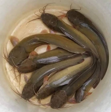 সিং / মাগুর মাছ বিভাগের ছবি