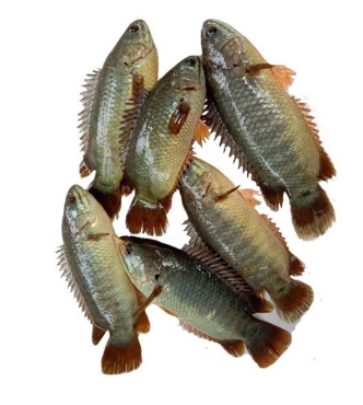 কয় মাছ বিভাগের ছবি