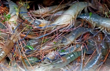 চিংড়ি বিভাগের ছবি